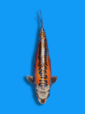 Doitsu Kujaku | Koi&Co.